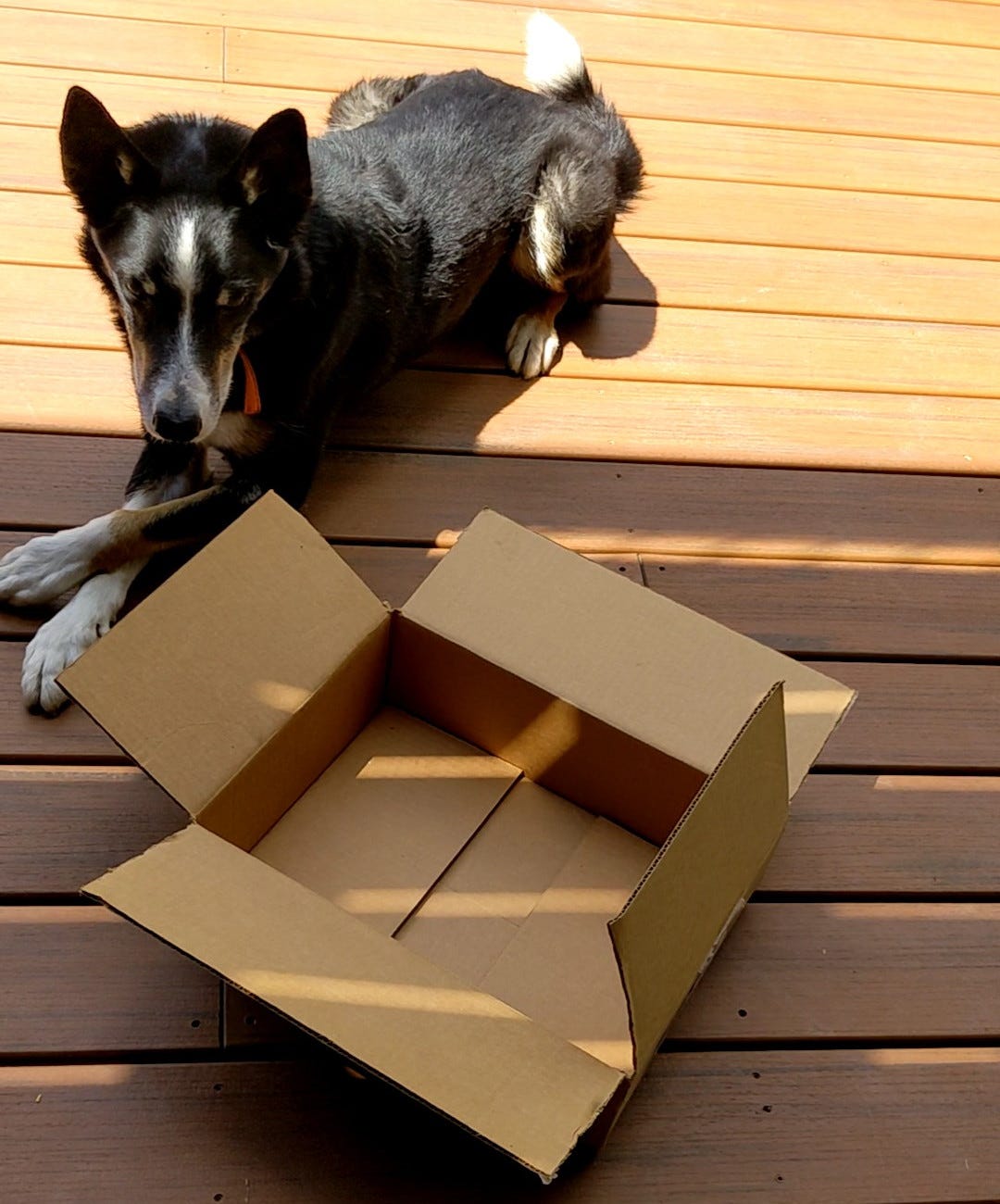 Dog lying down near box