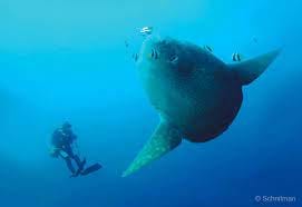 Diving with Mola-Mola (Ocean sunfish)