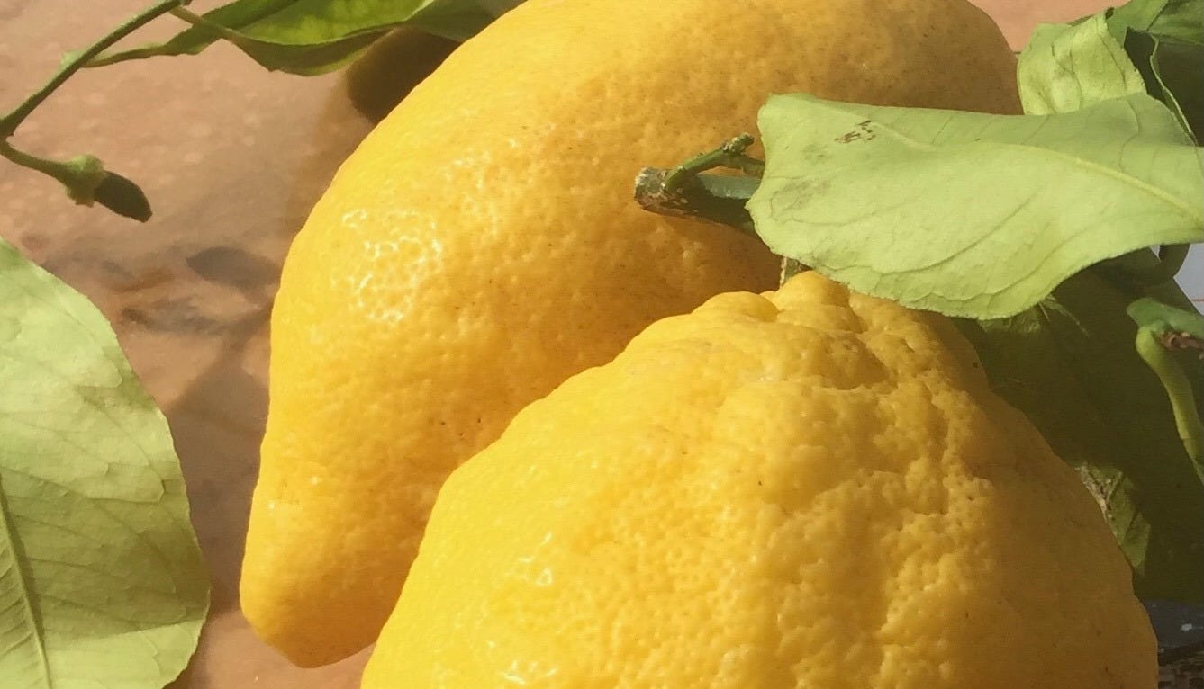 Zoomed in image of two large lemons on a table with their leaves attached.