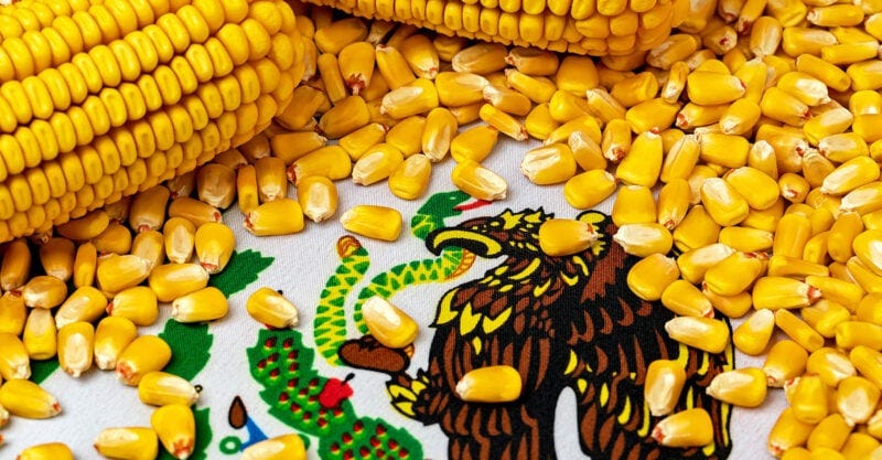 battle gmo corn mexico feature