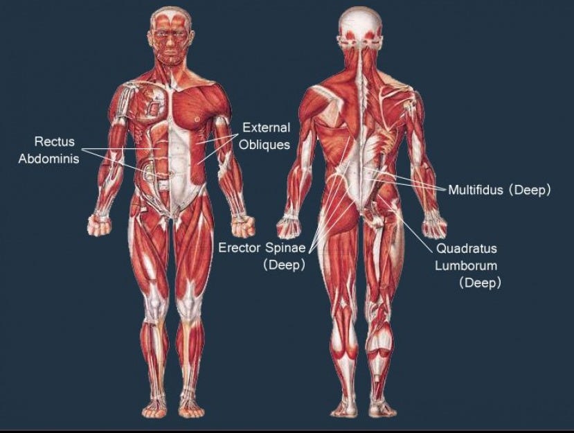Lateral Flexion: The Missing Piece In Most Core Programs
