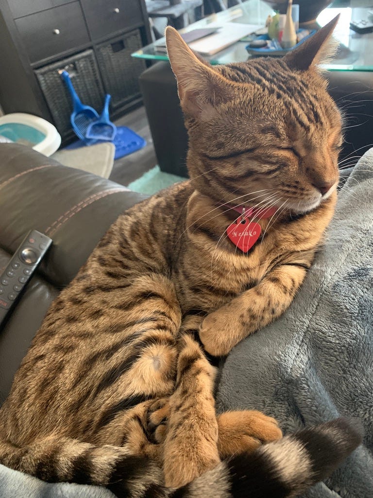 Nezuko, bengal cat who writes haikus