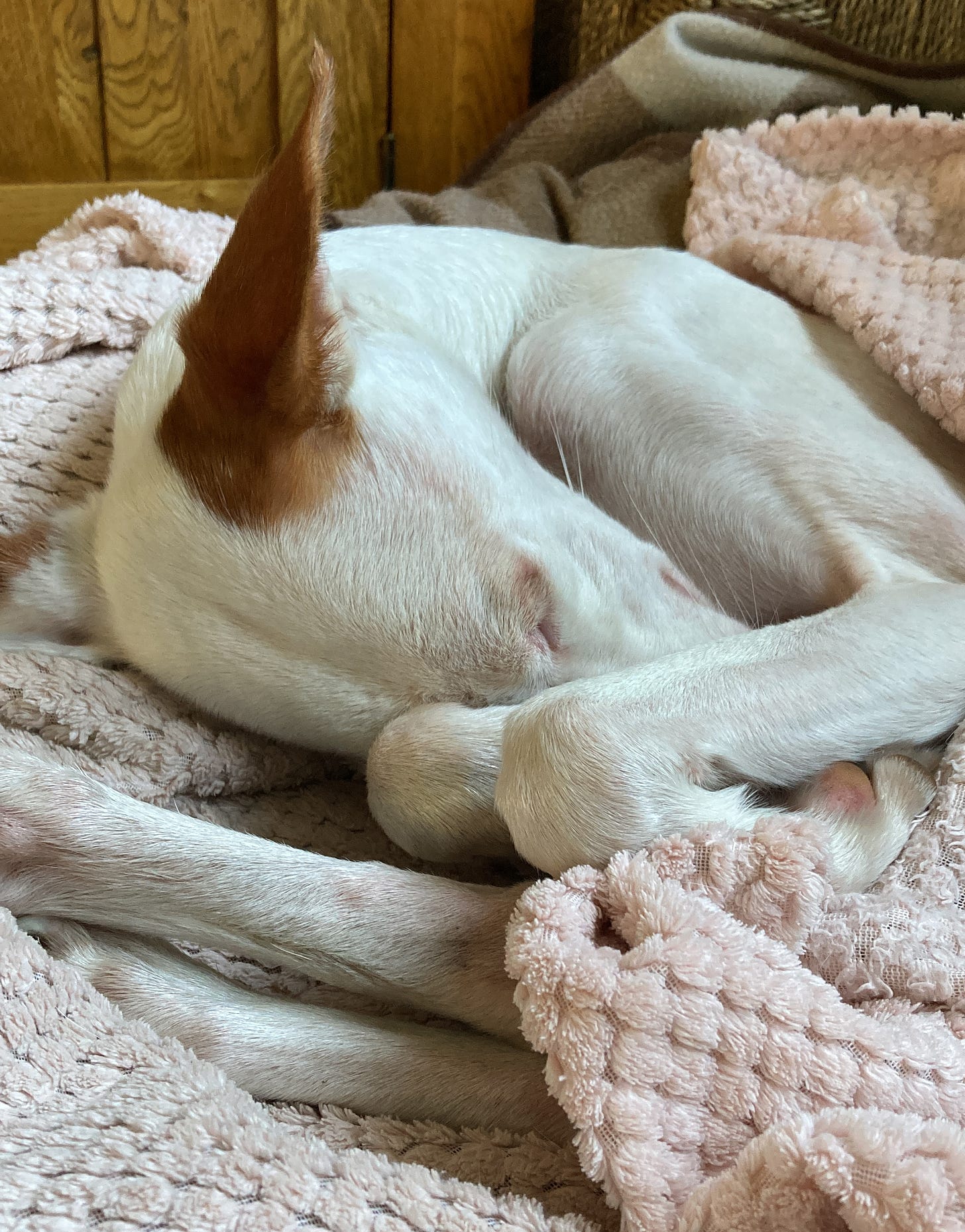 Photograph of a skinny white podenco dog with brown ears. She's curling up - a bundle of limbs, her eyes closed. She's wrapped in a pink blanket.