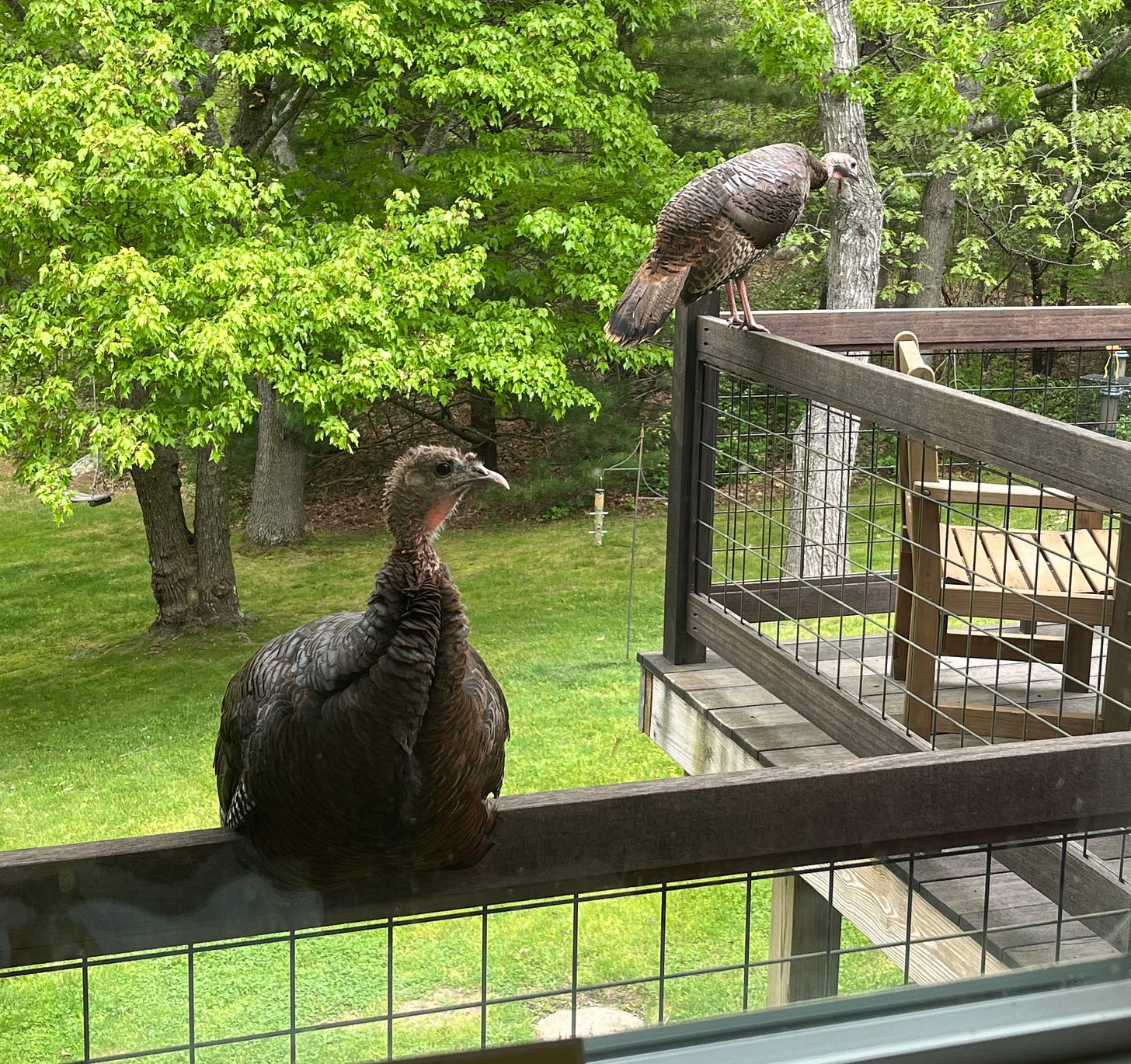 two turkeys perched on a deck railing two turkeys perched on a deck railing