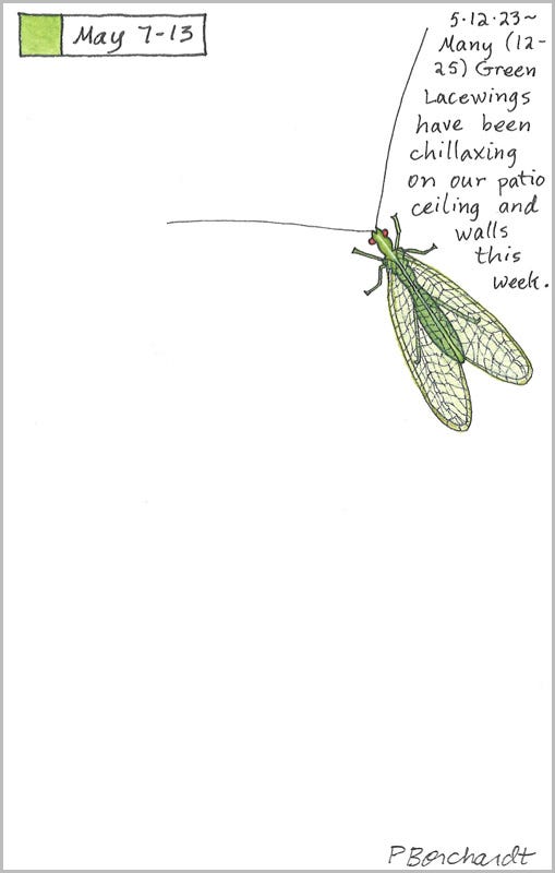 Green Lacewing (pen,colored pencil & watercolor), Perpetual Journal entry