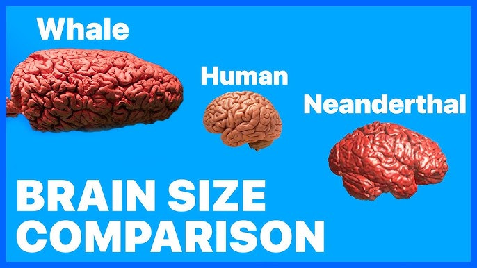 BRAIN Size Comparison • Neanderthals Had Bigger Brains Than Modern Humans •  2021