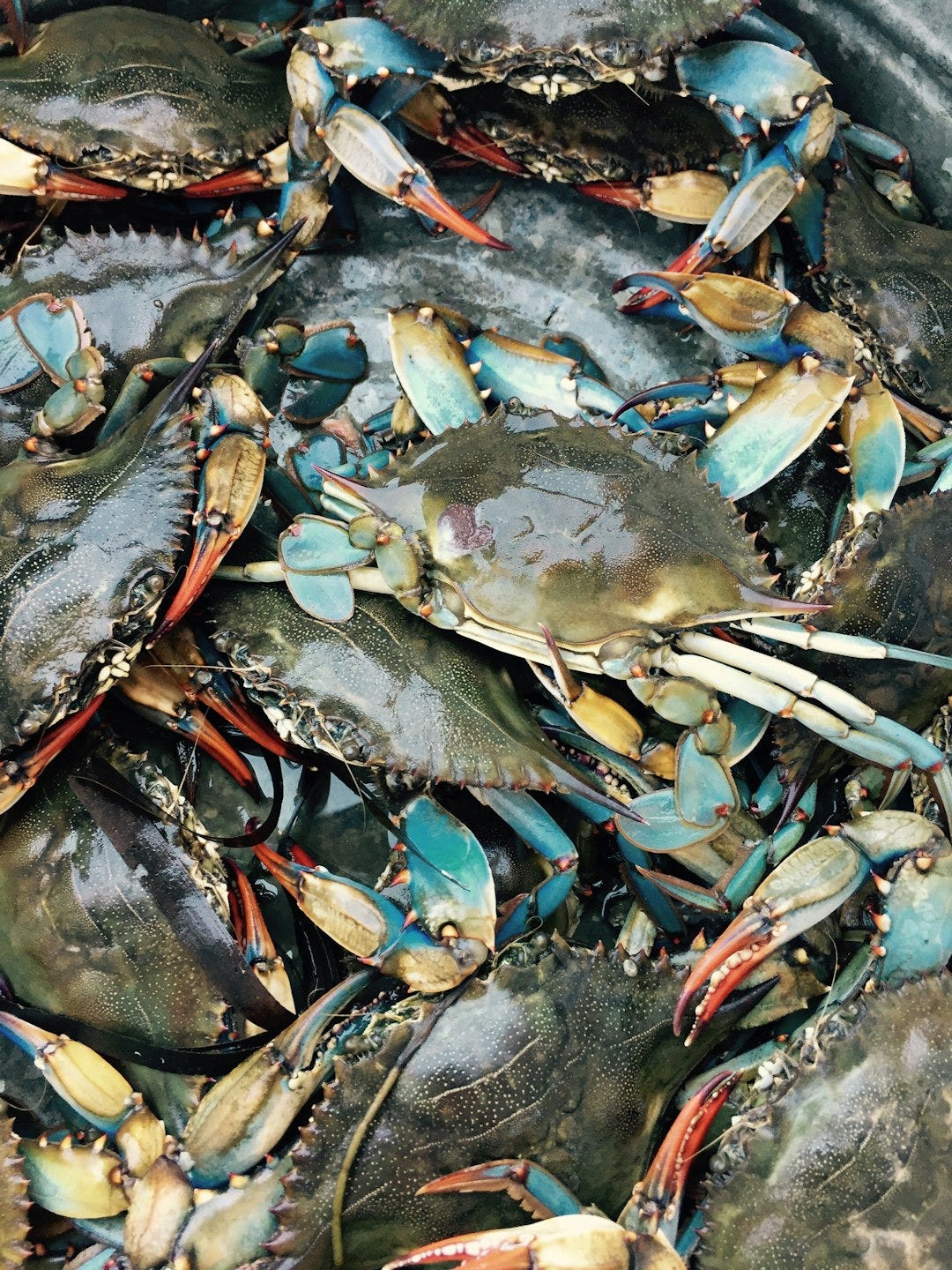 blue crab bushel blue crab bushel