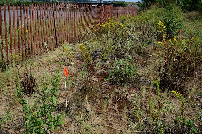 At Cutts Cove in Portsmouth, New Hampshire, fresh plantings of salt tolerant perennials and shrubs populate the upland portion of a 'living shorelines' project. Image by Erik Hoffner for Mongabay.