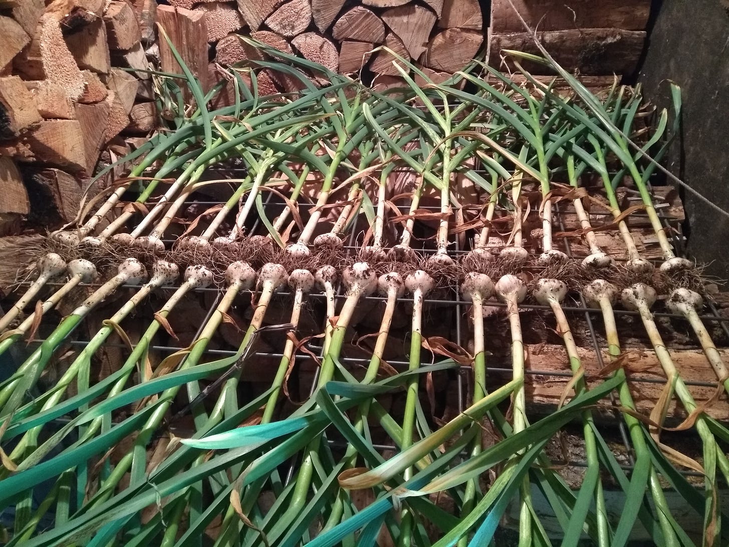 Two rows of freshly harvested garlic set on a rack propped horizontally in the woodshed.