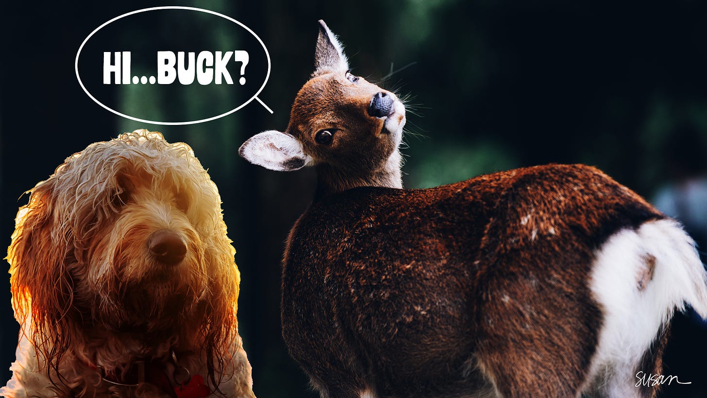A baby deer looking over her fluffy tail, asking, "Hi Buck" next to a Goldendoodle