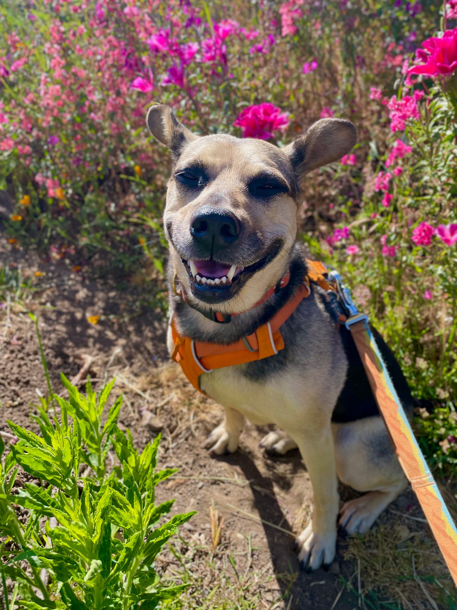 Dog smiling in front of flowers