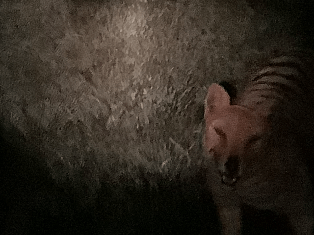 Forrest Galante recently shared these photos allegedly showing a living  thylacine (with some skepticism). Thoughts? : r/Cryptozoology