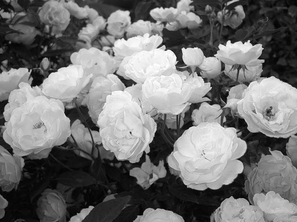 The colorless roses bloom in the fading moonlight