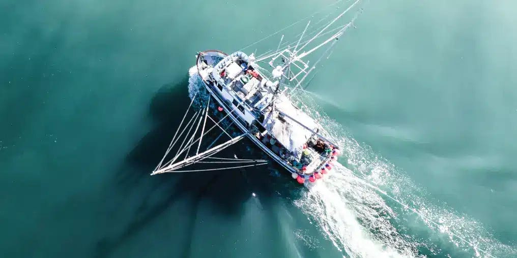 The herring gold rush of 1979