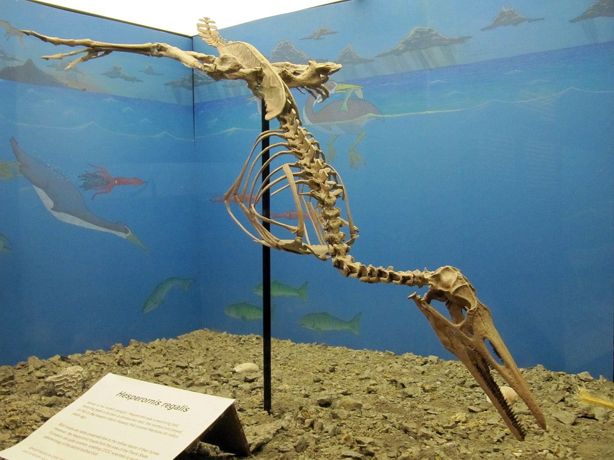 Hesperornithes - Wikipedia