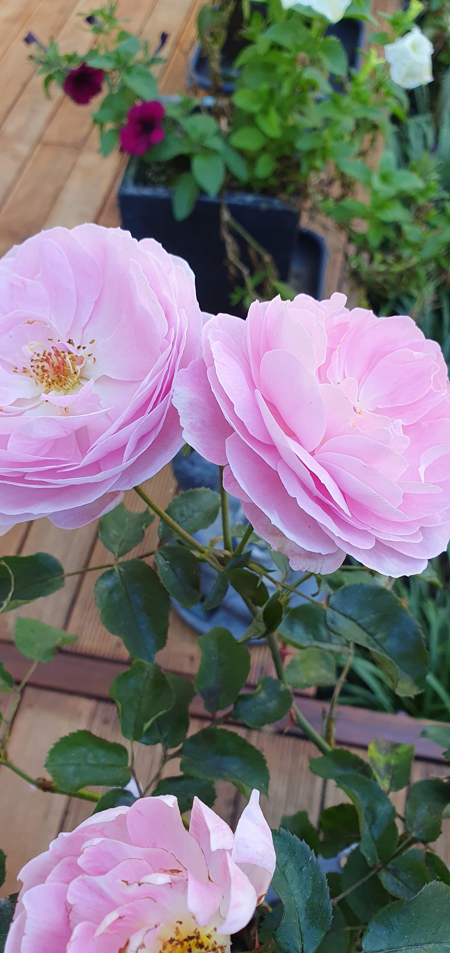 Roses on the deck. Beautiful pink roses in pots.