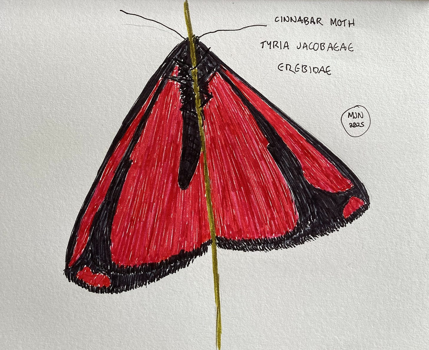 Felt pen drawing of Tyria jacobeae, Erebidae, a red and black moth, seen from underside, clinging to a twig.