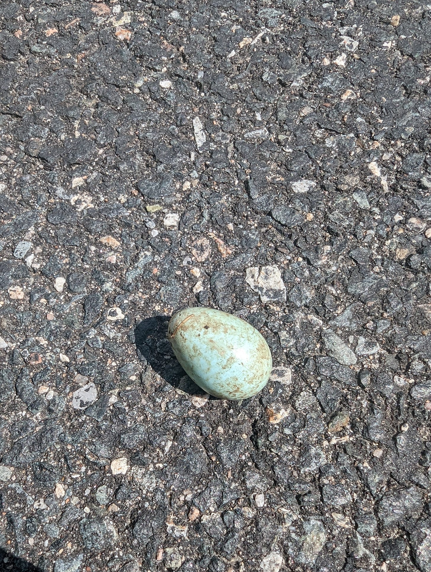 Light blue with brown speckles robin’s egg on black asphalt in the sunlight