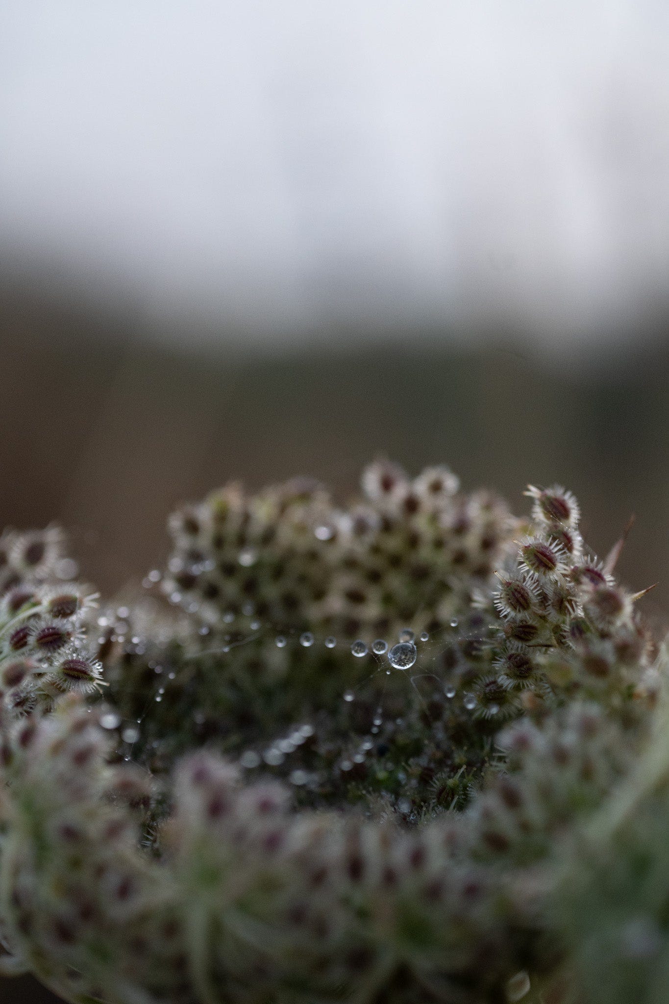 queen anne's lace with dew drops on the cliff path robin hoods bay