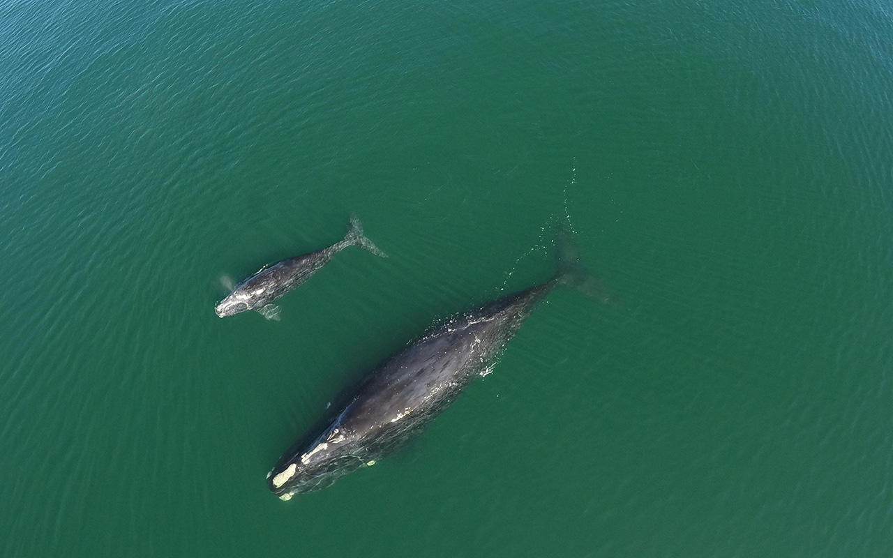 North Atlantic right whale #3720 swims with her calf