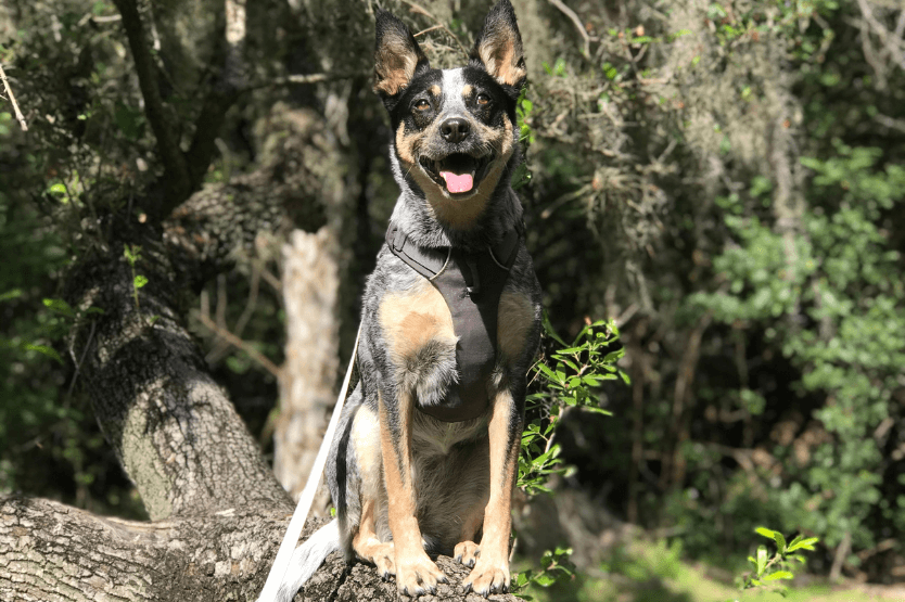 Scout the Australian cattle dog poses on a tall horizontal tree branch, sitting much like a squirrel or cat, after climbing the tree while chasing prey