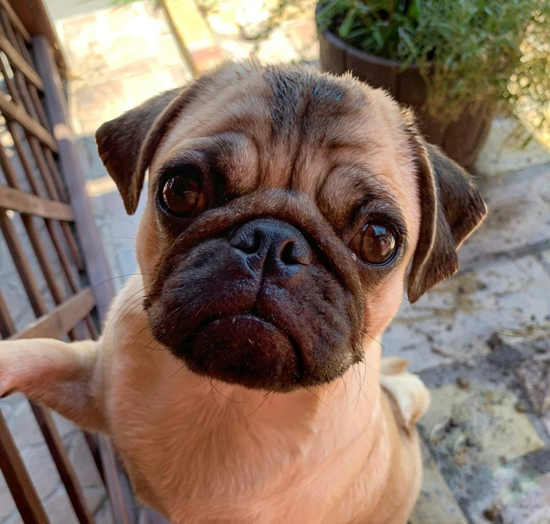 close-up photography of brown dog