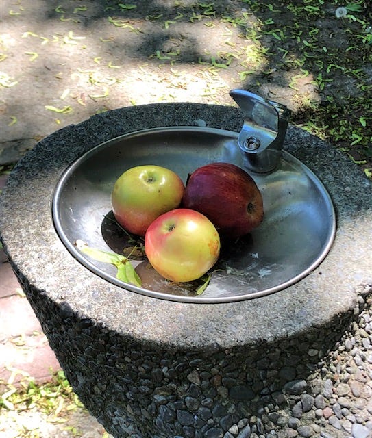 Three ripe apples in a water fountain