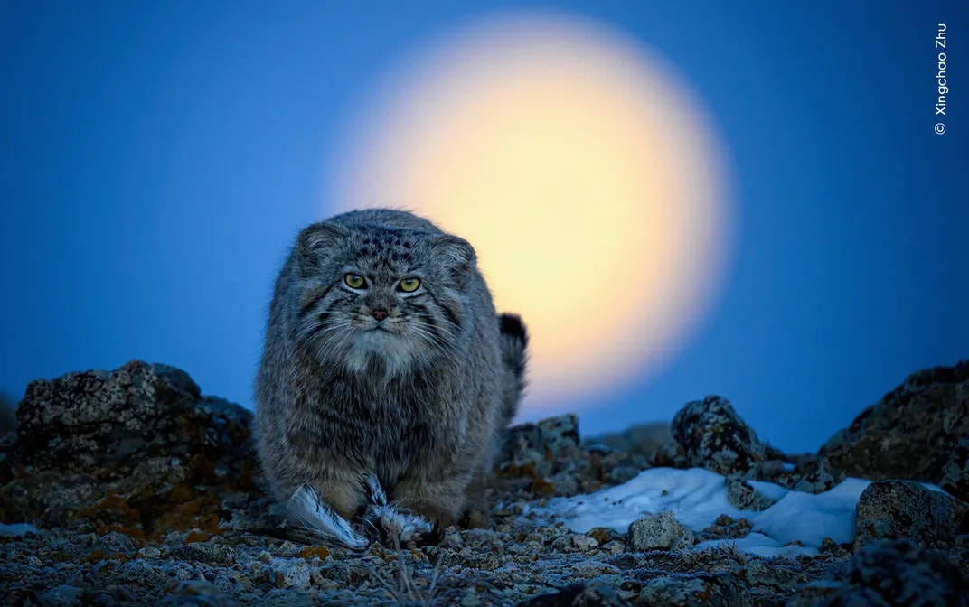 un mangul, un felino del tamaño de un gato pero más rechoncho y peludo, acaba de cazar un pájaro. La luna sale por detrás