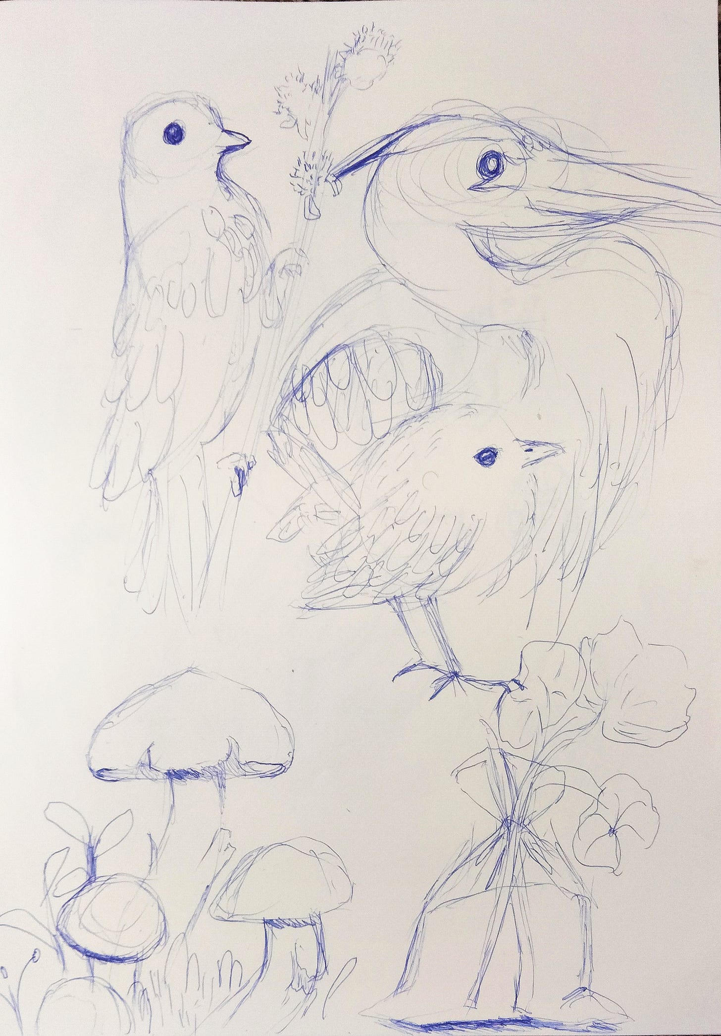 bird sketch's and mushrooms