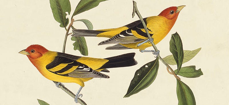 Painting of two yellow birds on a branch.