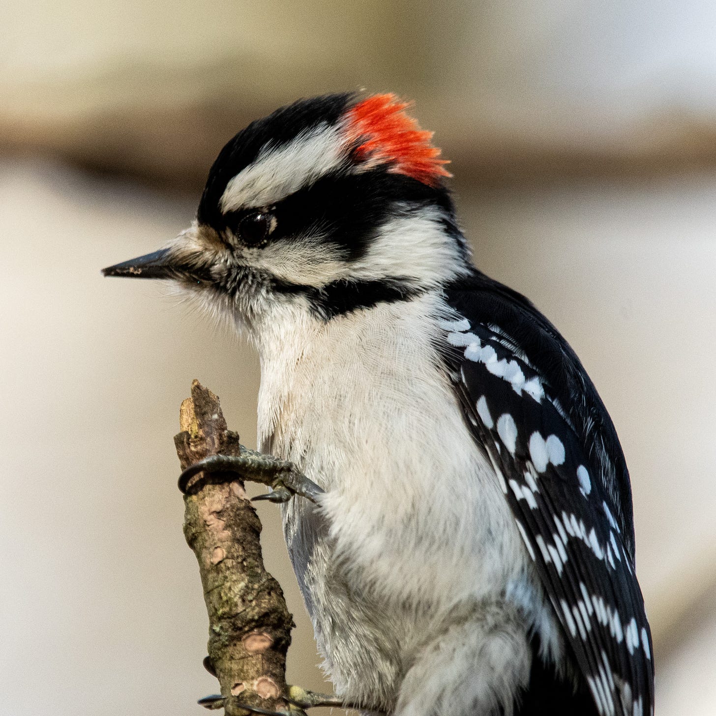 Close-up of a downy woodpecker, looking somewhat abstracted