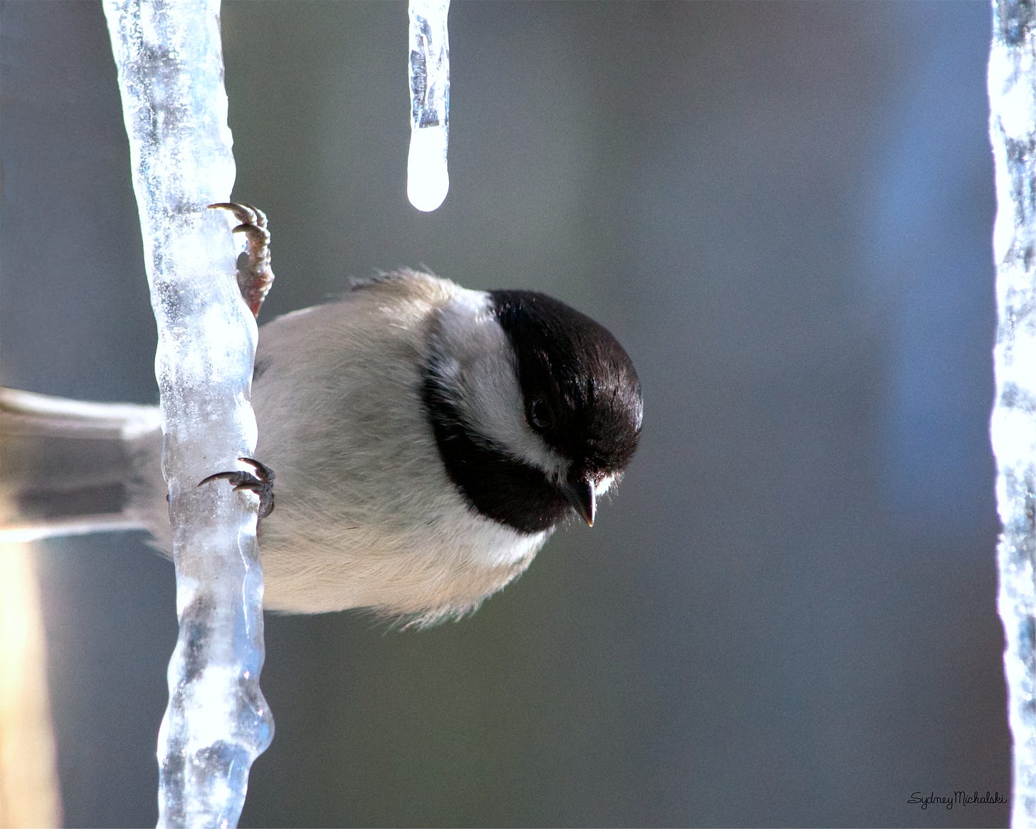 A close-up of a Black-capped Chickadee perching on an icicle.