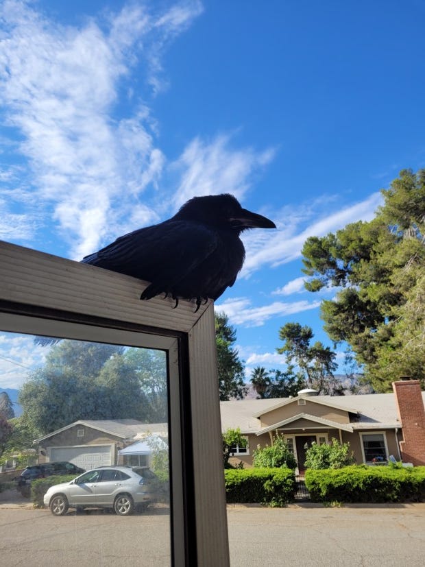 Baelish, a raven fledgling Rebecca K. O'Connor fed and returned to its parents sits on the door. (Courtesy of Rebecca K. O'Connor)