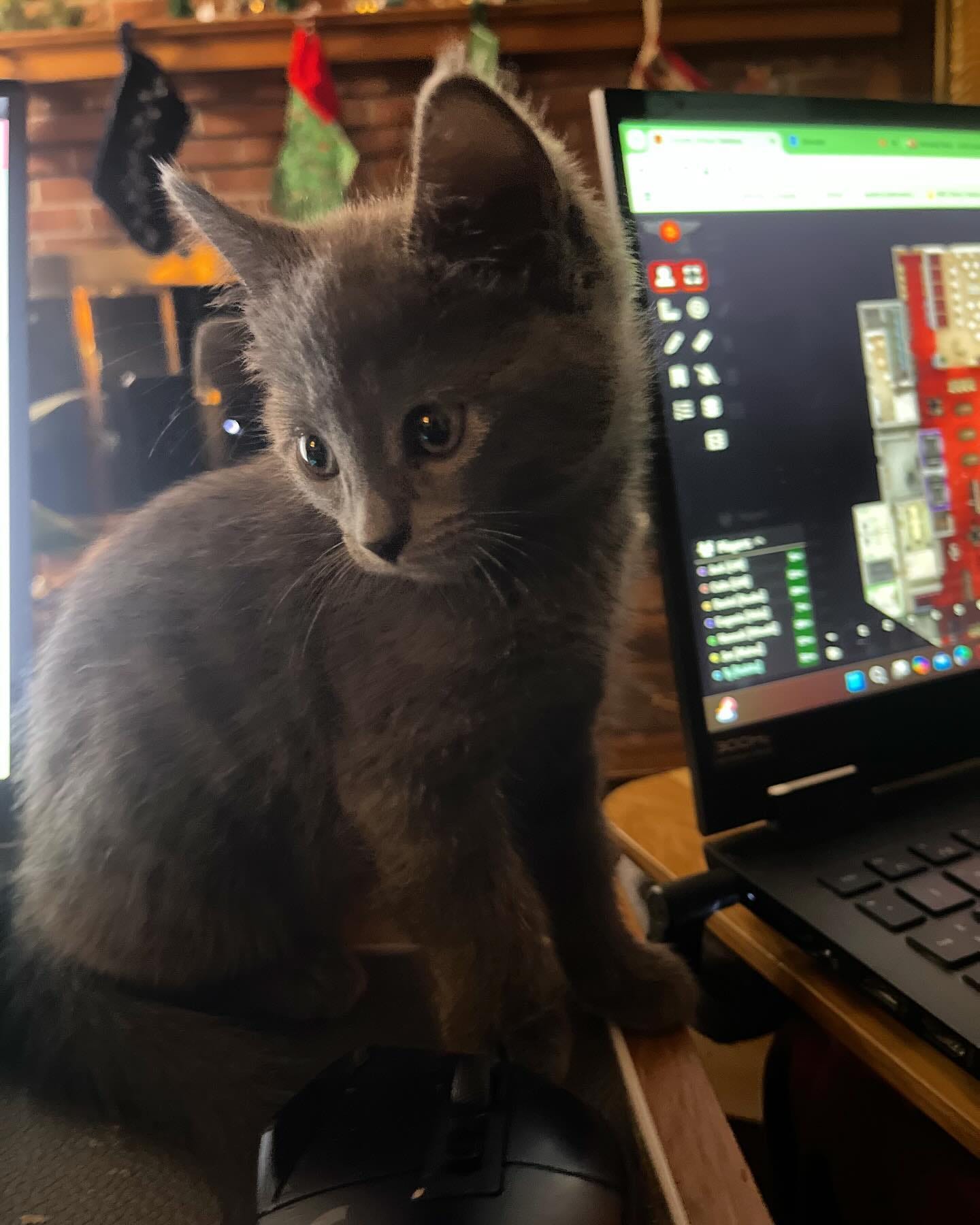 My new gray kitten, Twilight, standing beside a laptop open to some ttrpg gibberish with christmas stockings on the mantel behind her