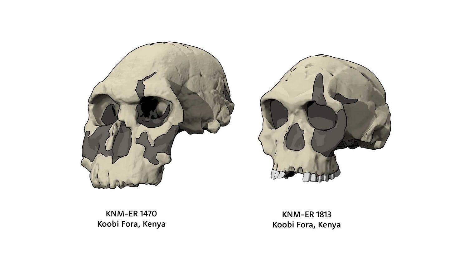 Oblique views of KNM-ER 1470 skull next to KNM-ER 1813 skull Oblique views of KNM-ER 1470 skull next to KNM-ER 1813 skull