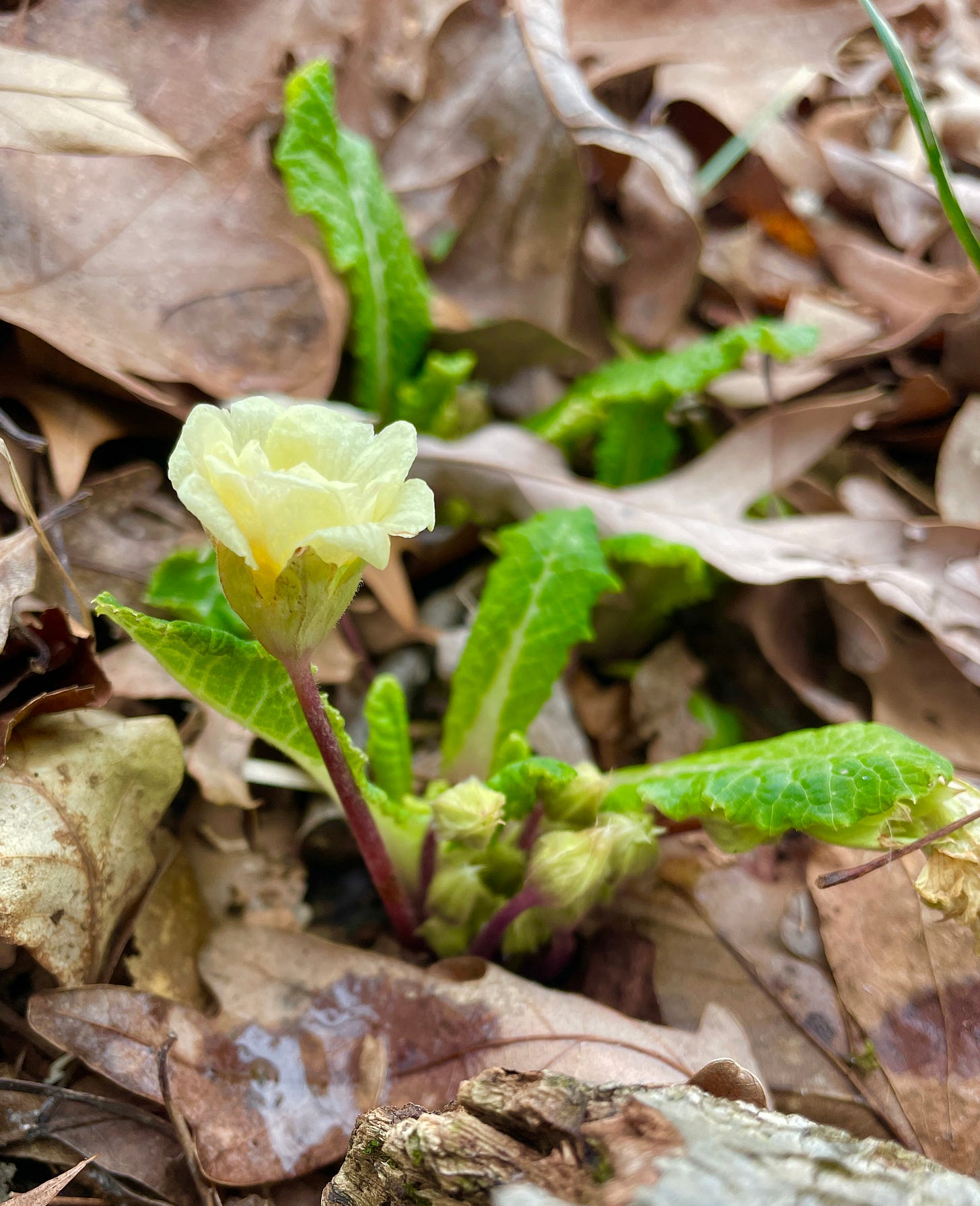 A primula emerging through the leaves