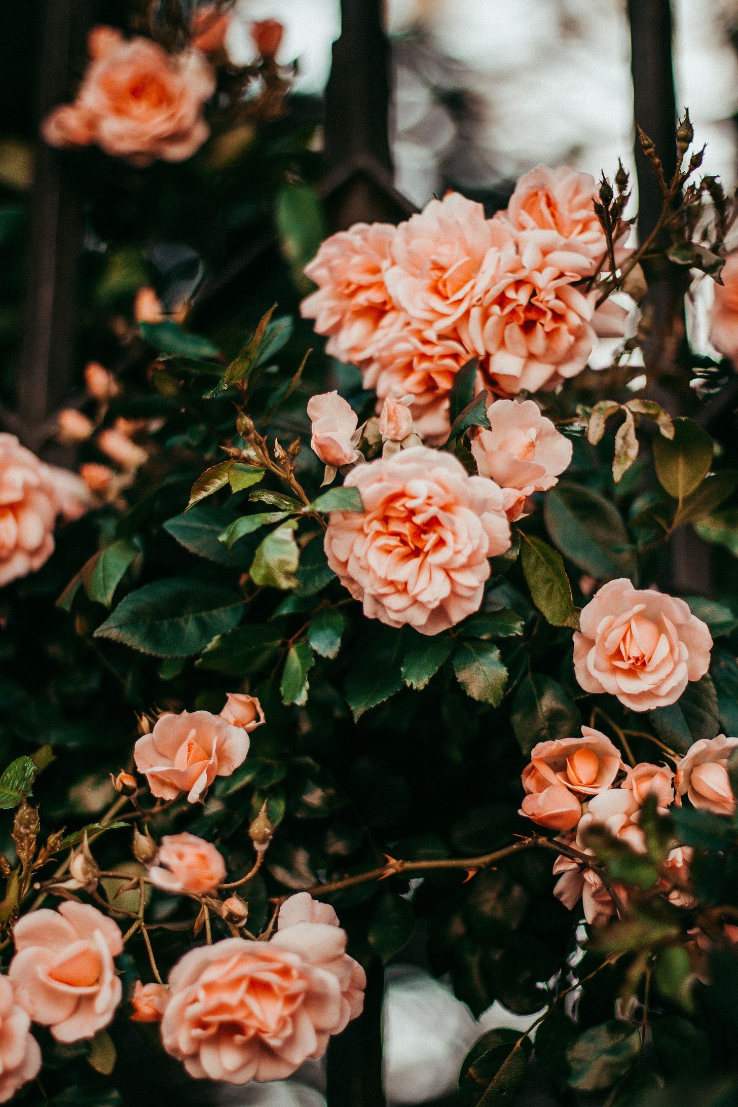 Photo of Pink Roses by Adrianna Calvo from Pexels