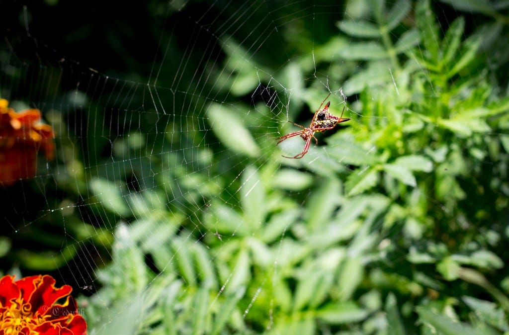 Micrathena