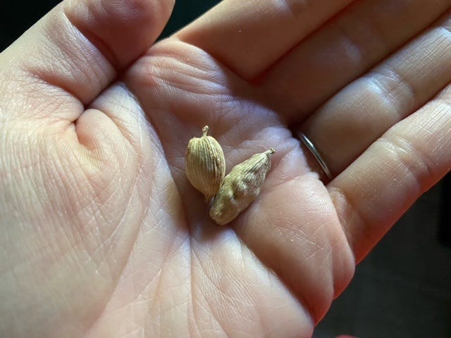 hand holding two cardamom pods