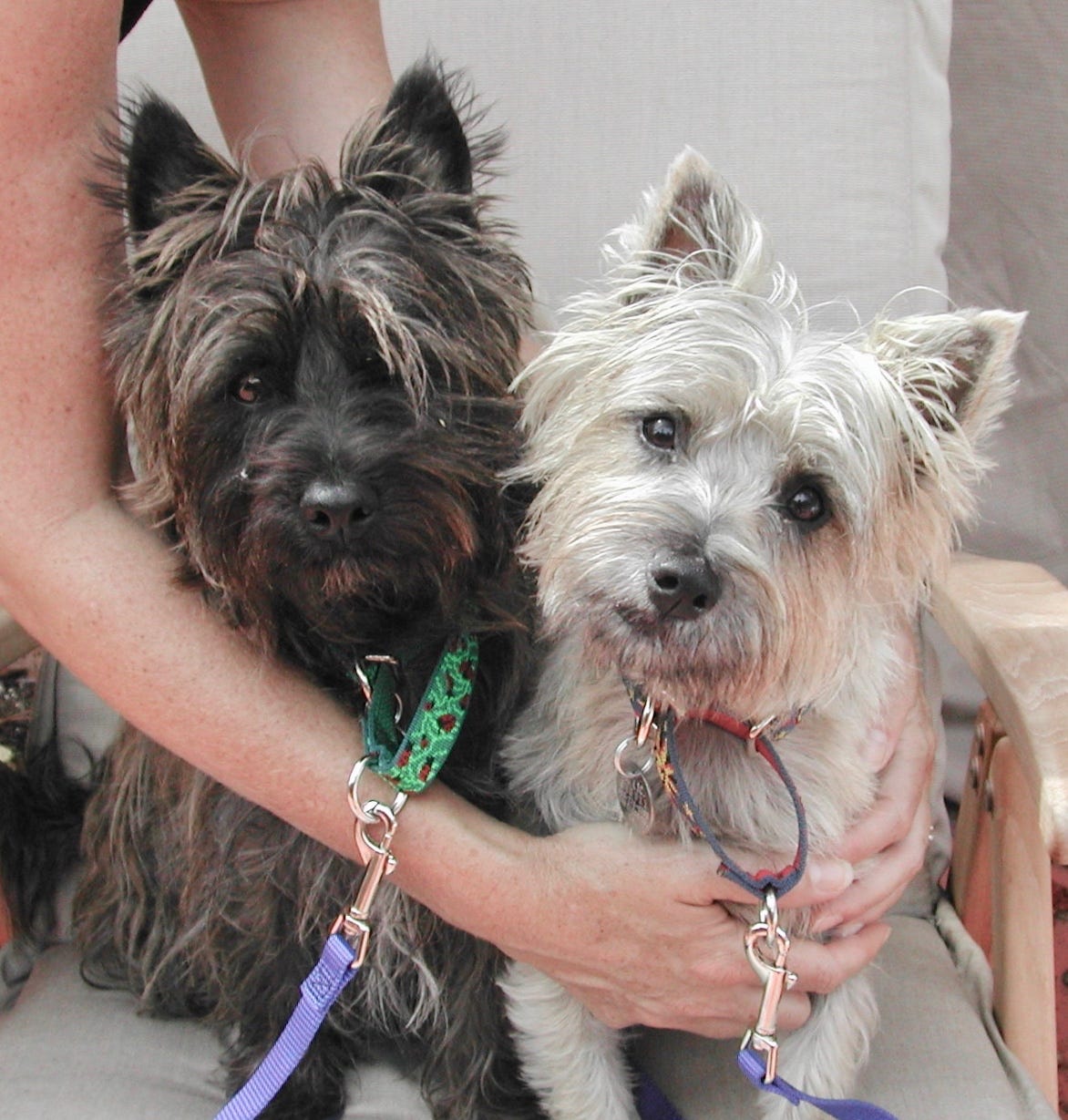 A small black terrier and small white terrier side by side in a chair