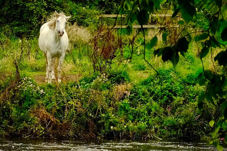 white pony on river bank in Inistioge County Kilkenny Ireland