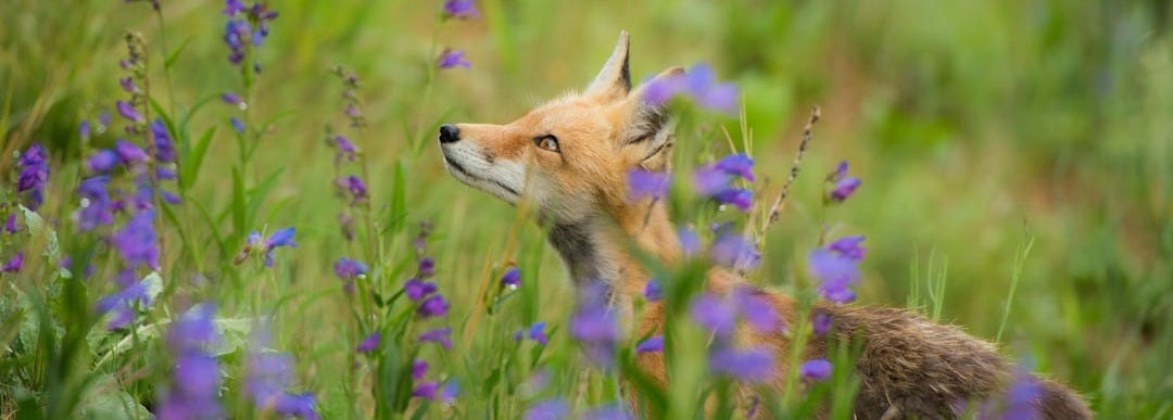 red fox surrounded with purple flowers