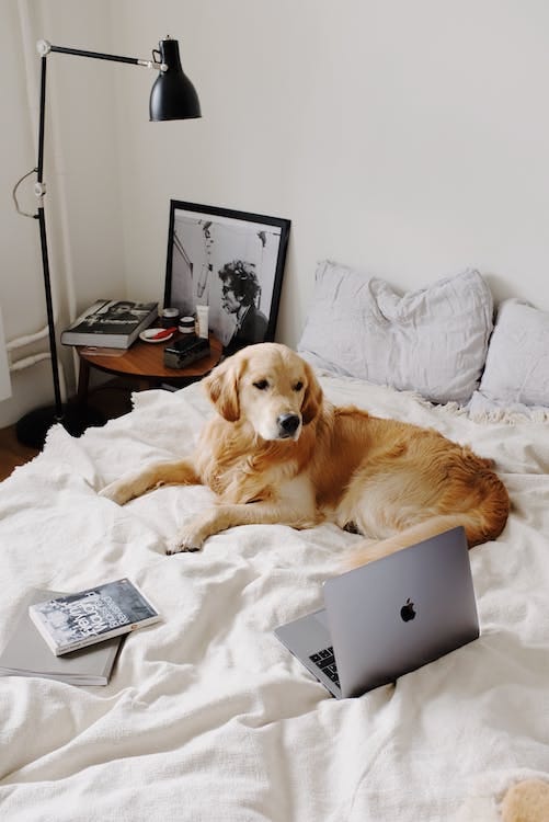 Free From above of peaceful lop eared dog looking away while resting on soft rumpled blanket near netbook and floor lamp with bedside table Stock Photo