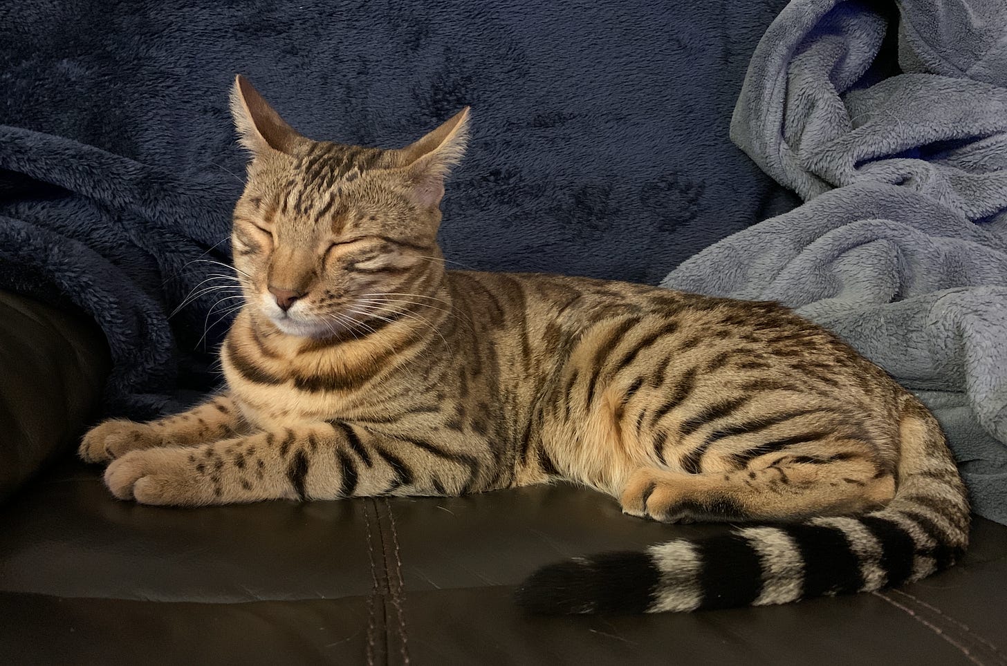 nezuko, cat, bengal, pet, sphinx