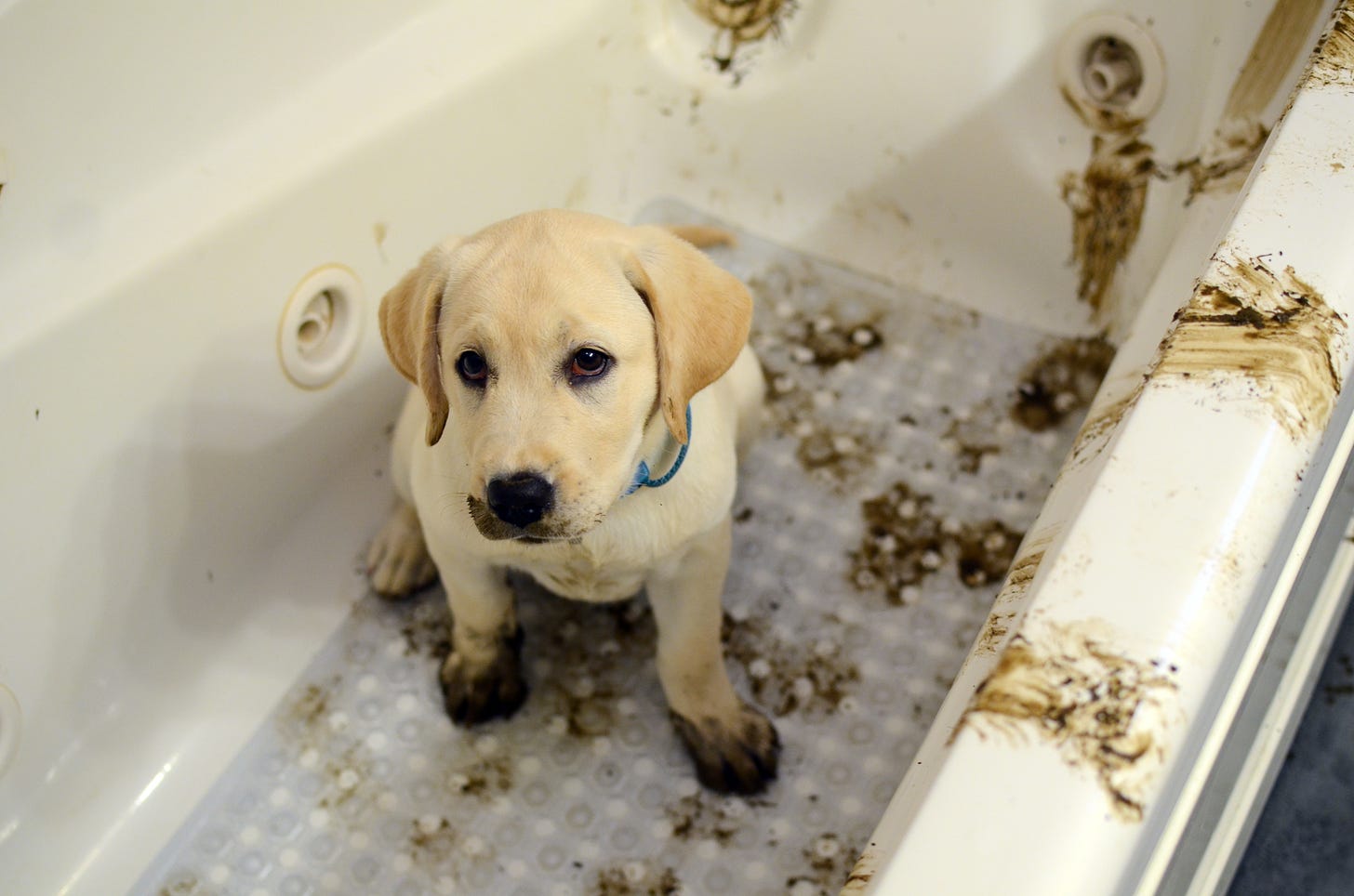 A muddy yellow Labrador retriever sits in a bathtub. She looks innocent but everything is muddy.