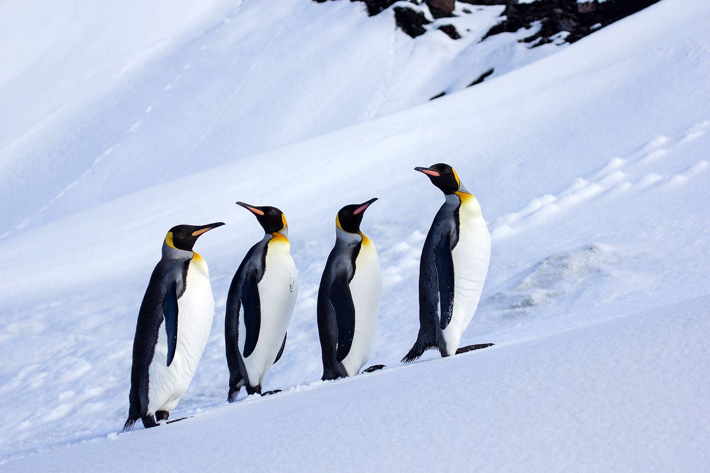 Trump Tariffs Hit Antarctic Islands Inhabited by Zero Humans and Many  Penguins | WIRED