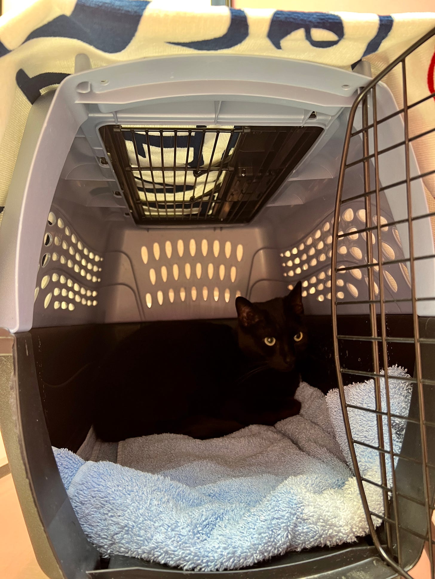 Black cat in carrier.