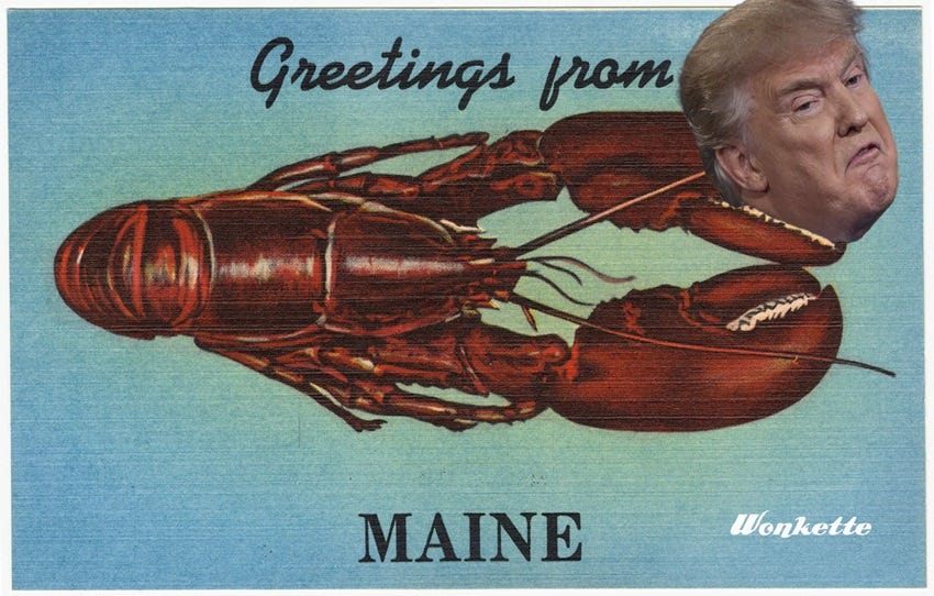 A vintage 'Greetings from Maine' postcard featuring a gigantic illustration of a lobster with huge claws. Photoshopped into one of the claws is an image of Donald Trump making a sour face, as if the lobster were pinching his neck 