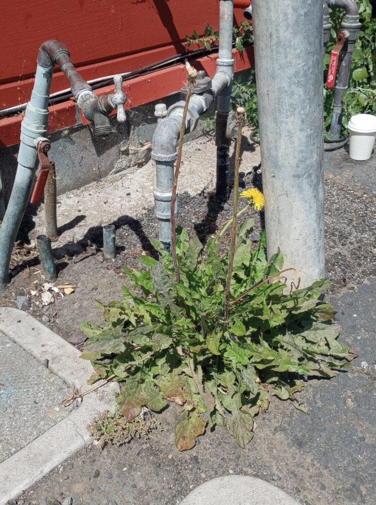 Dandelion in an alleyway in Ft. Bragg, CA [Photo by author]