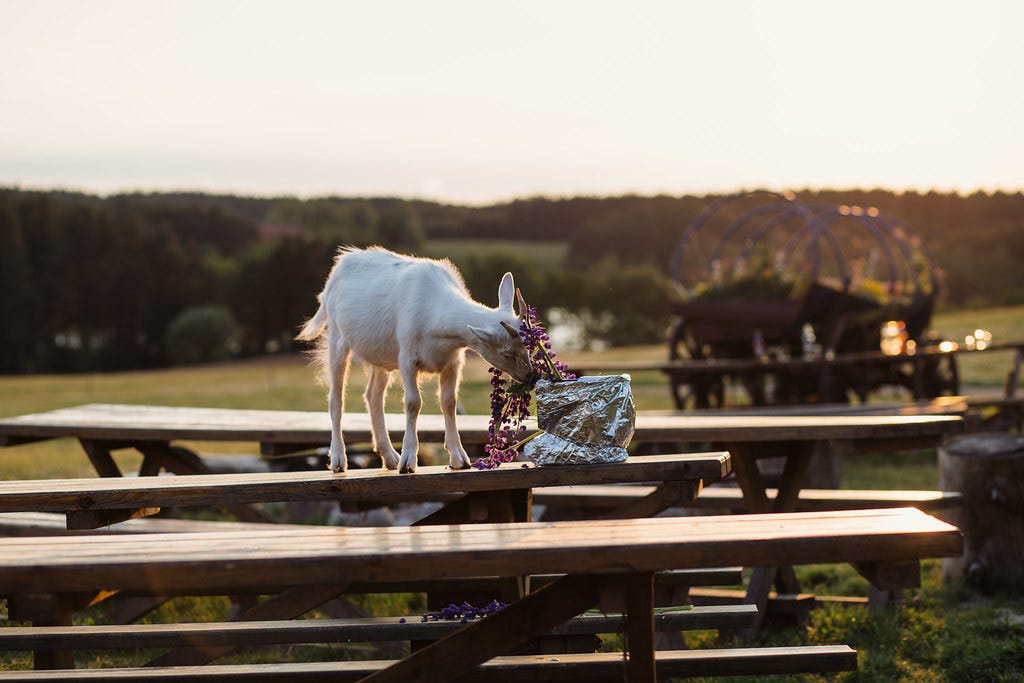 A young white goat ius perched on top of a picnic table, surrounded by hills and green pasture. he is eating flowers from a bag left by a picnicker